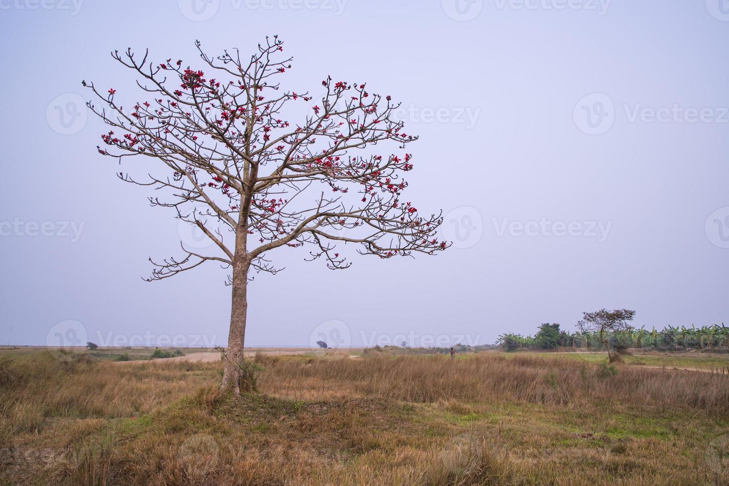 Bombax ceiba tree with red blossom flowers in the field under the blue sky photo