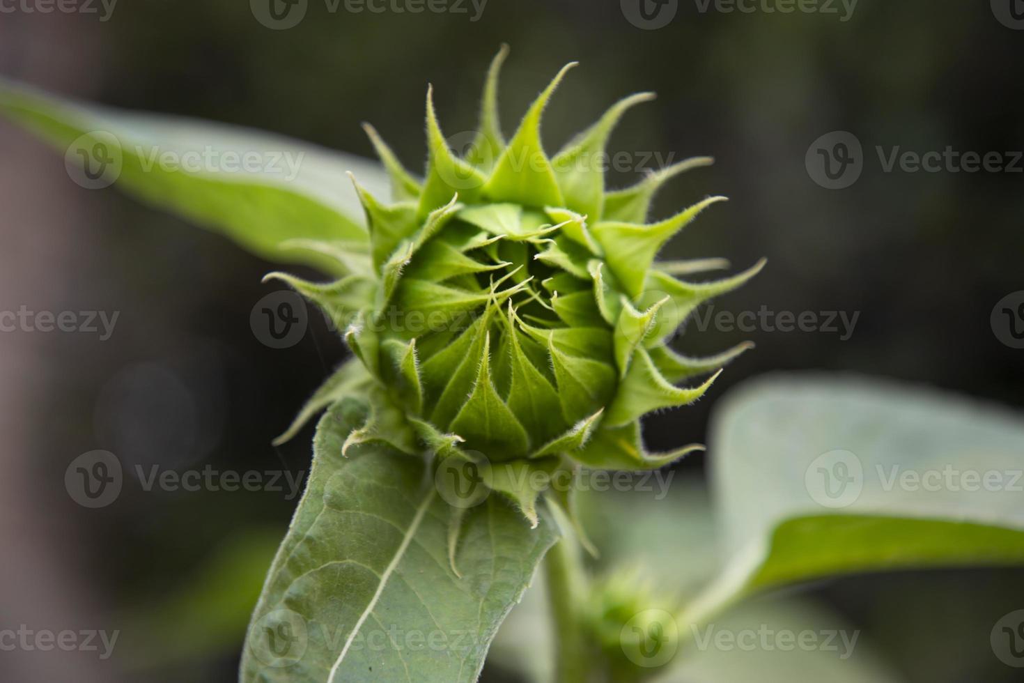 Green Sunflower buds in the garden with Blurry background photo