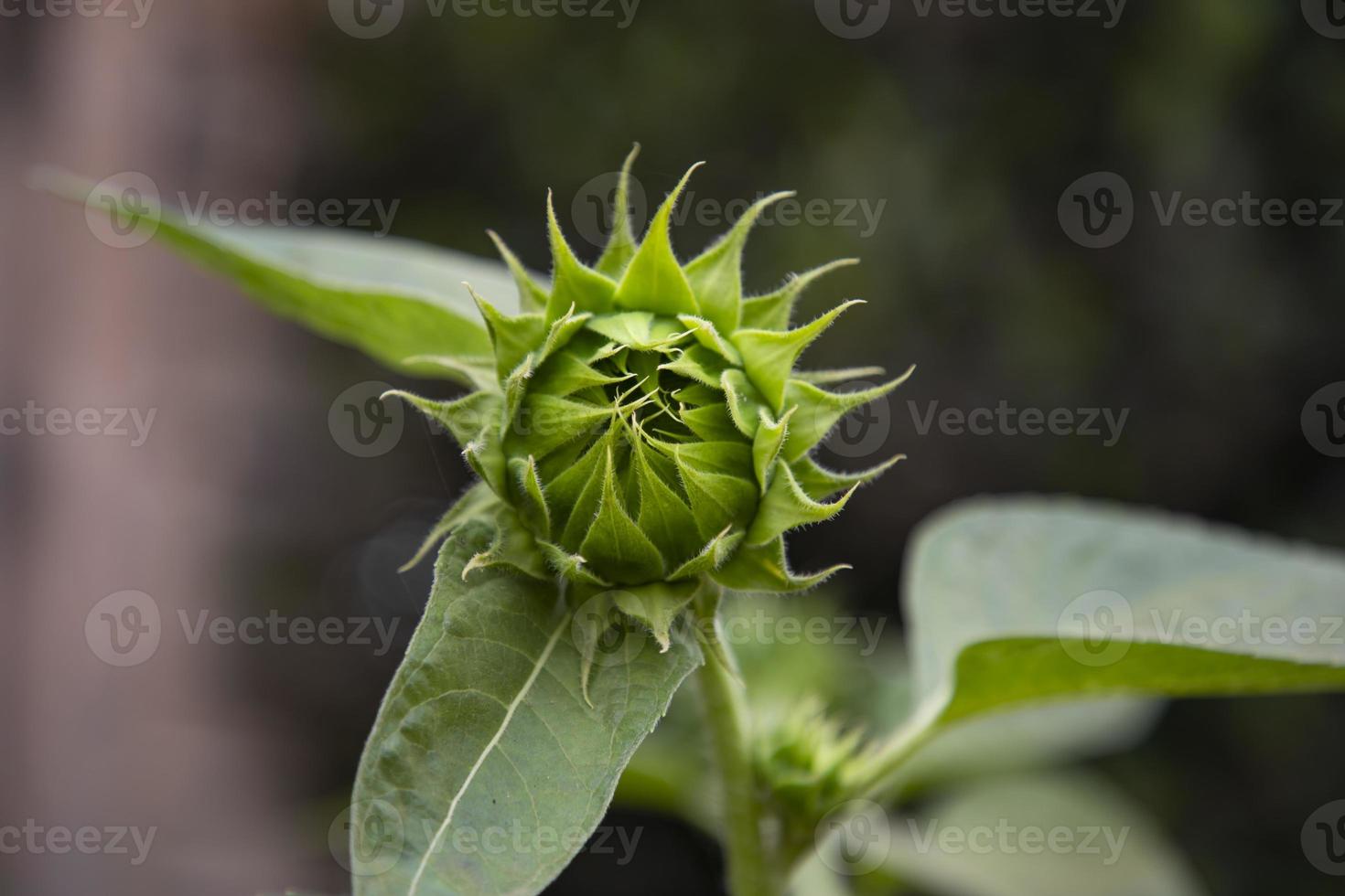 Green Sunflower buds in the garden with Blurry background photo