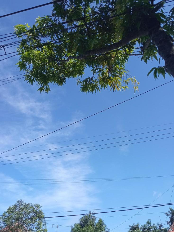 clear blue sky with green leaves on the trees there are some power lines photo