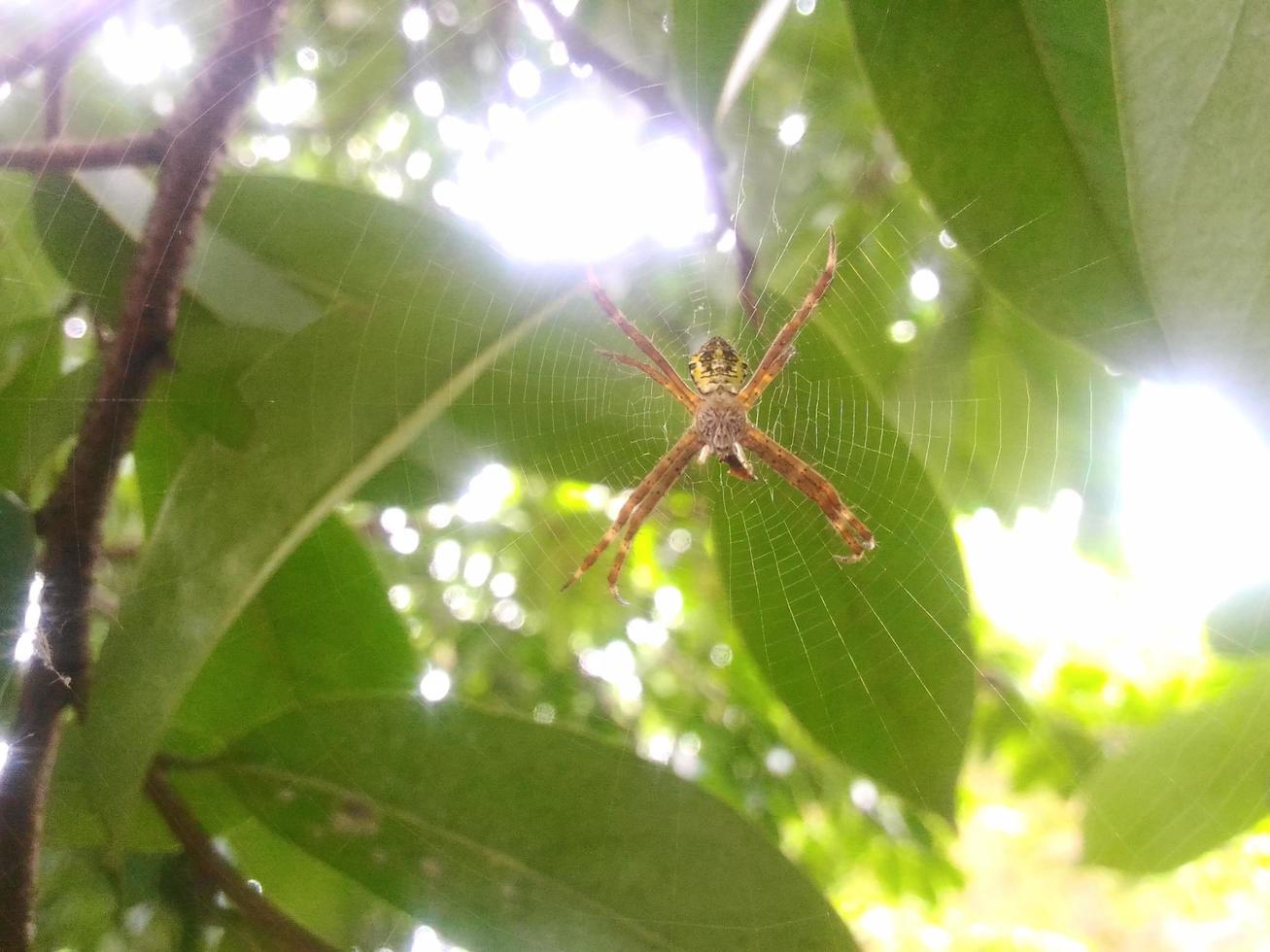 spider under the sun photo