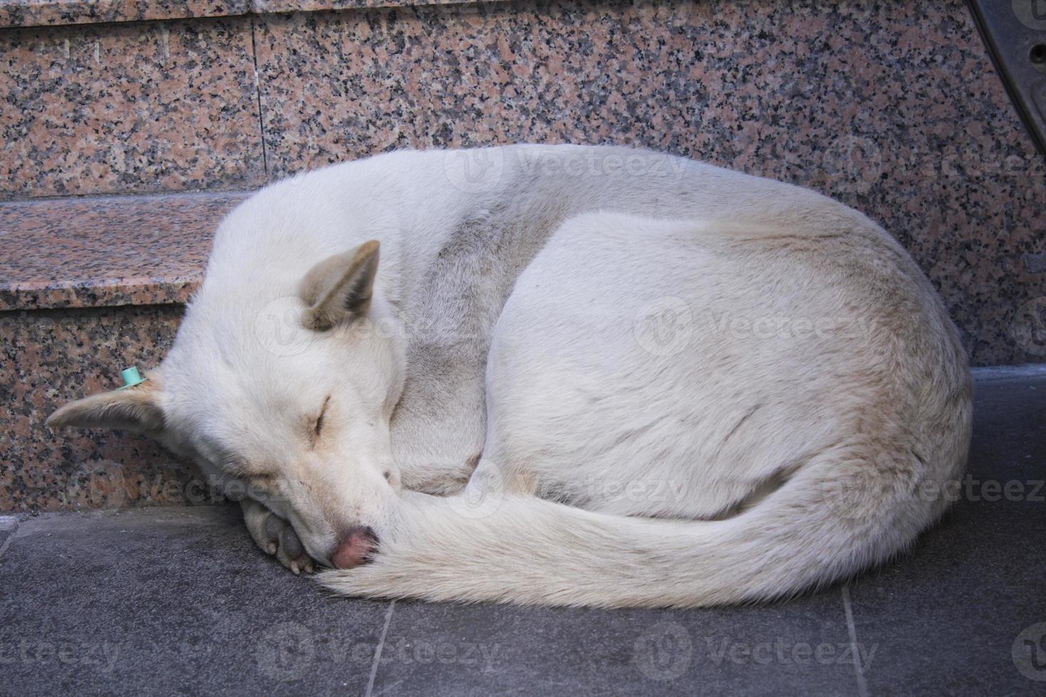 a portrait of a homeless dog lies in the middle of the street photo