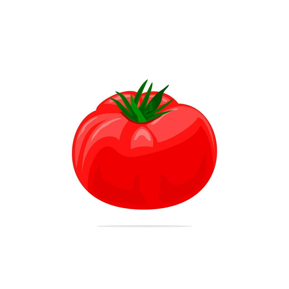 tomate rojo sobre fondo blanco vector