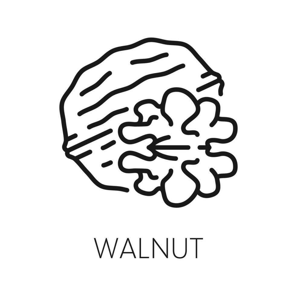 Walnut isolated outline vegetarian food snack vector