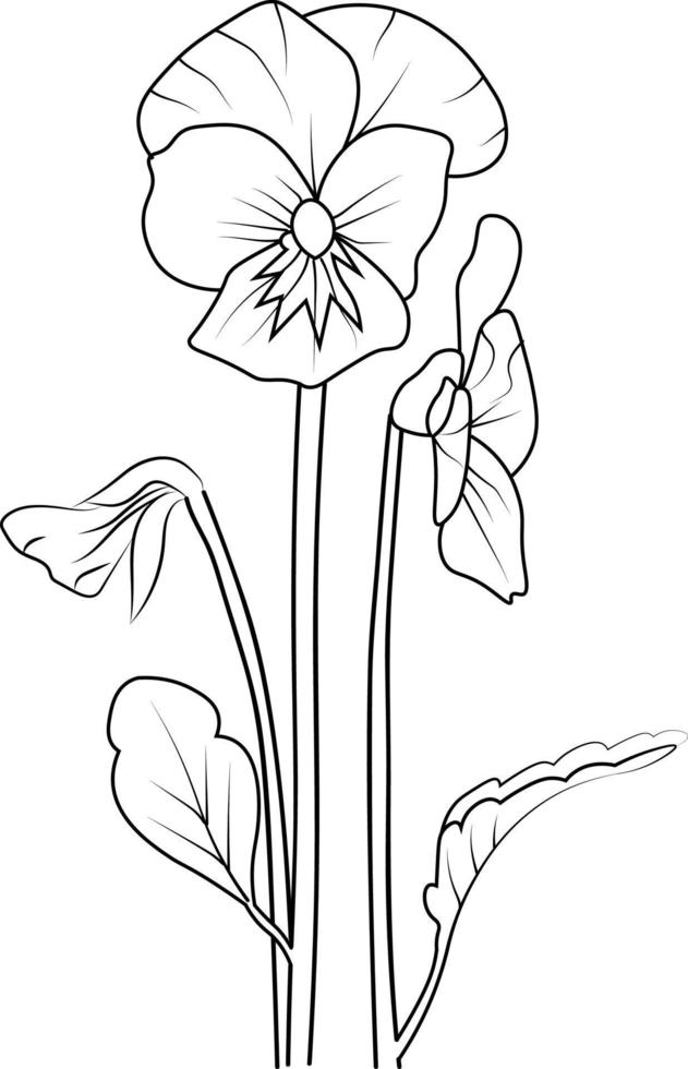 pansy flower drawing, pansy flower design, flower coloring page for adults, Realistic flower coloring pages, Black and white outline vector coloring book page.