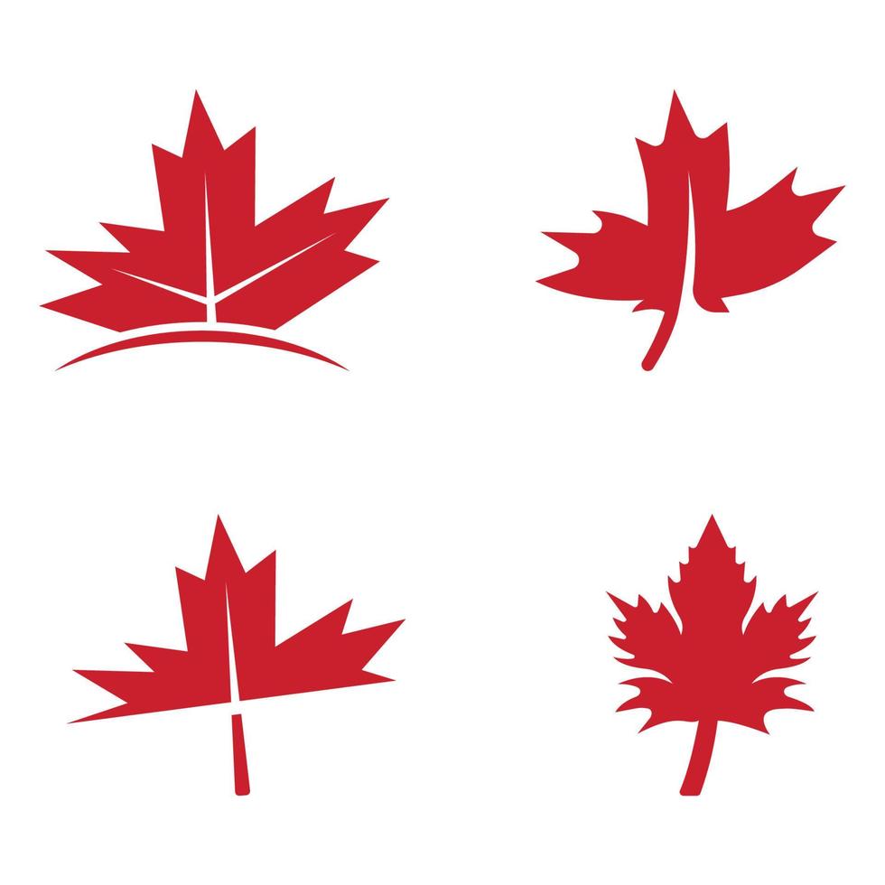 Maple leaf vector illustration