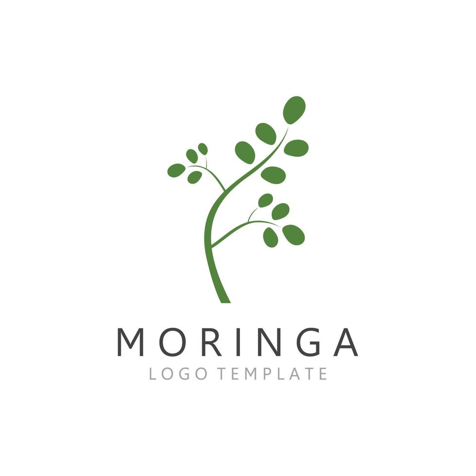 Green Natural Moringa Leaf Logo Template Isolated on White Background. vector