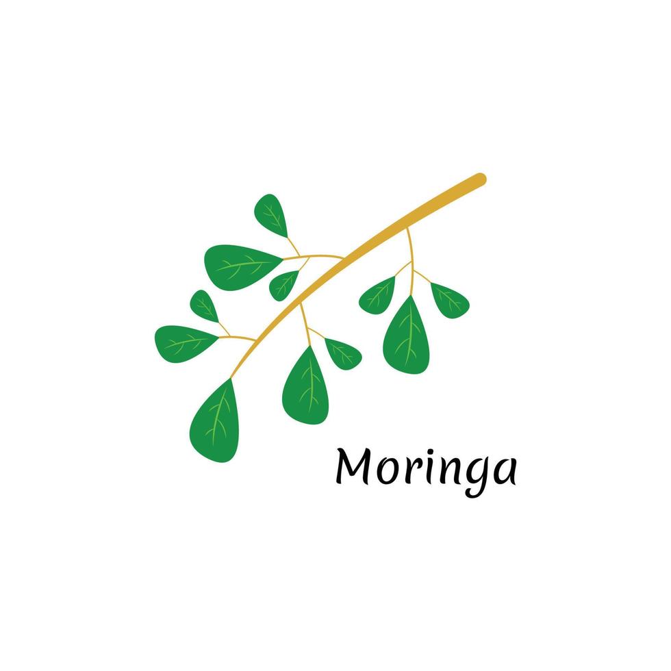 Green Natural Moringa Leaf Logo Template Isolated on White Background. vector