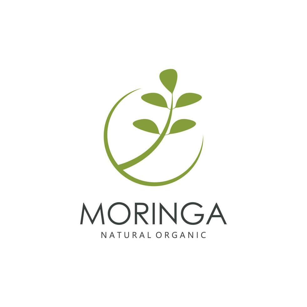 verde natural moringa hoja logo modelo aislado en blanco antecedentes. vector