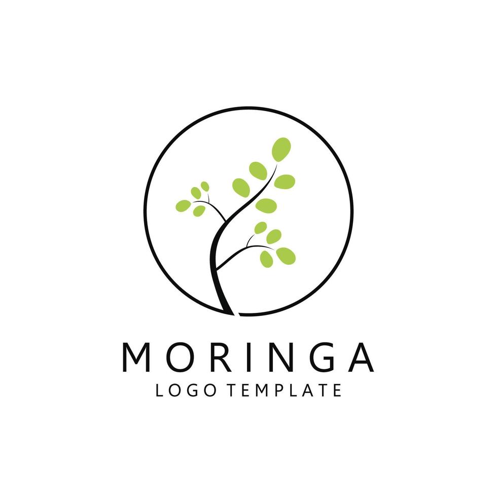 Green Natural Moringa Leaf Logo Template Isolated on White Background. vector