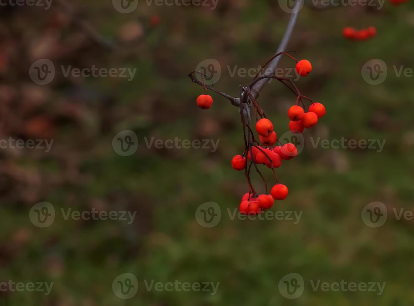 racimos rojos de ceniza de montaña en una rama a finales de otoño. bayas de serbal rojo contra un cielo azul. nombre latino sorbus aucuparia l. foto
