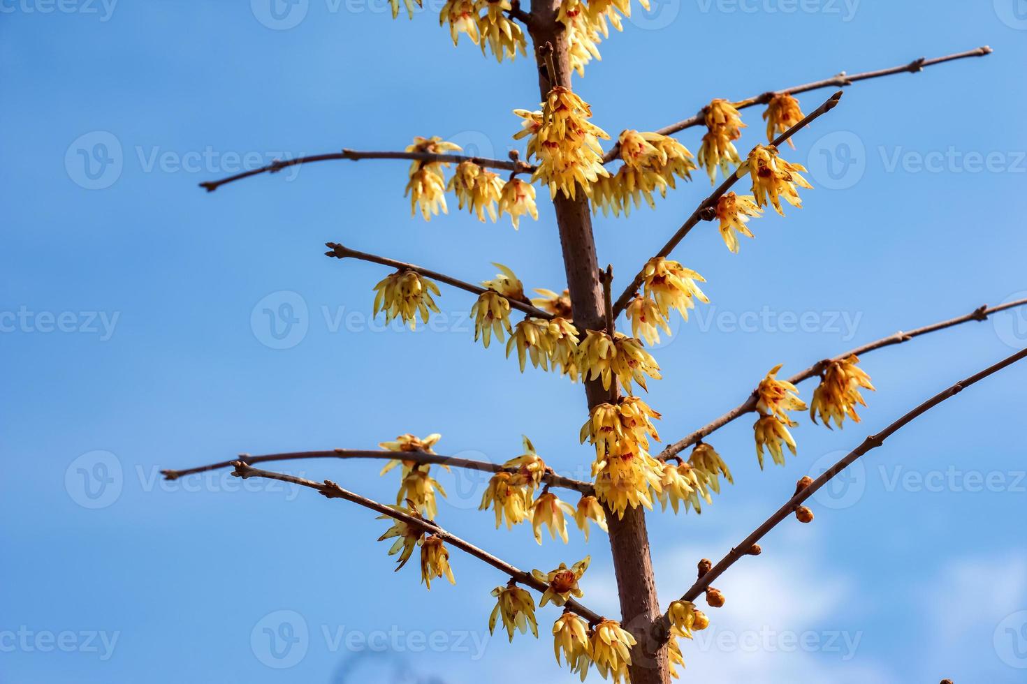 Chimonanthus salicifolius is blooming in early spring. Also known as Chimonanthus fragrans, Fragrant Wintersweet, Wintersweet or Japanese Allspice photo