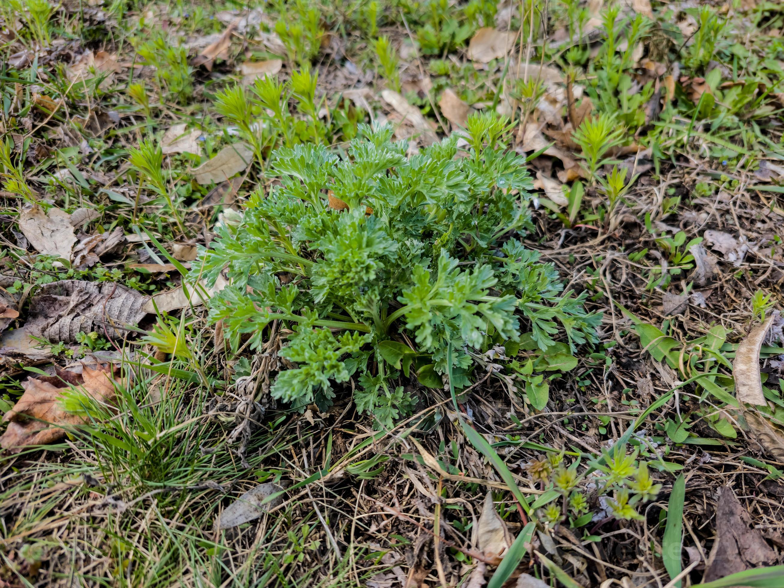Close Up Of Fresh Wormwood Artemisia Absinthium L Herb In The City Park