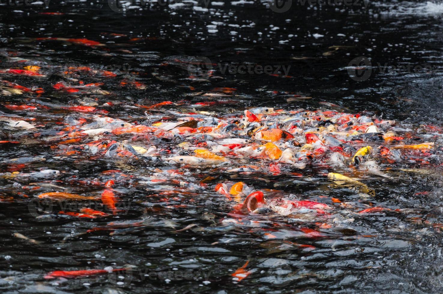 Beautiful carp koi fish swimming in pond in the garden photo