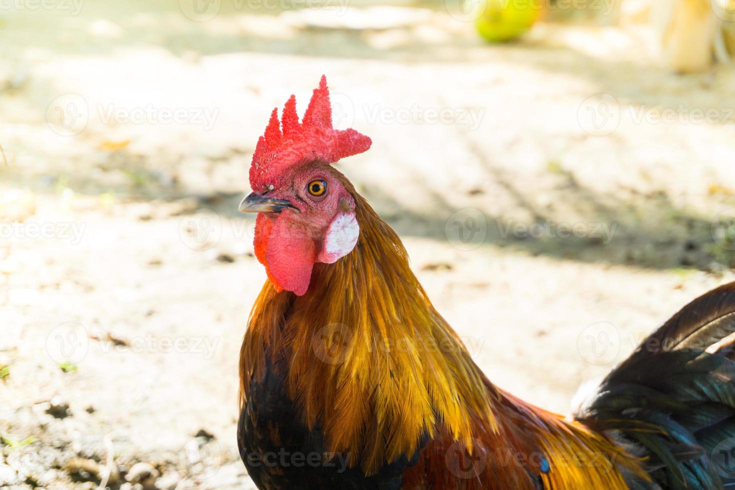 hermosa polla de gallo en el fondo de la naturaleza, animales de granja foto