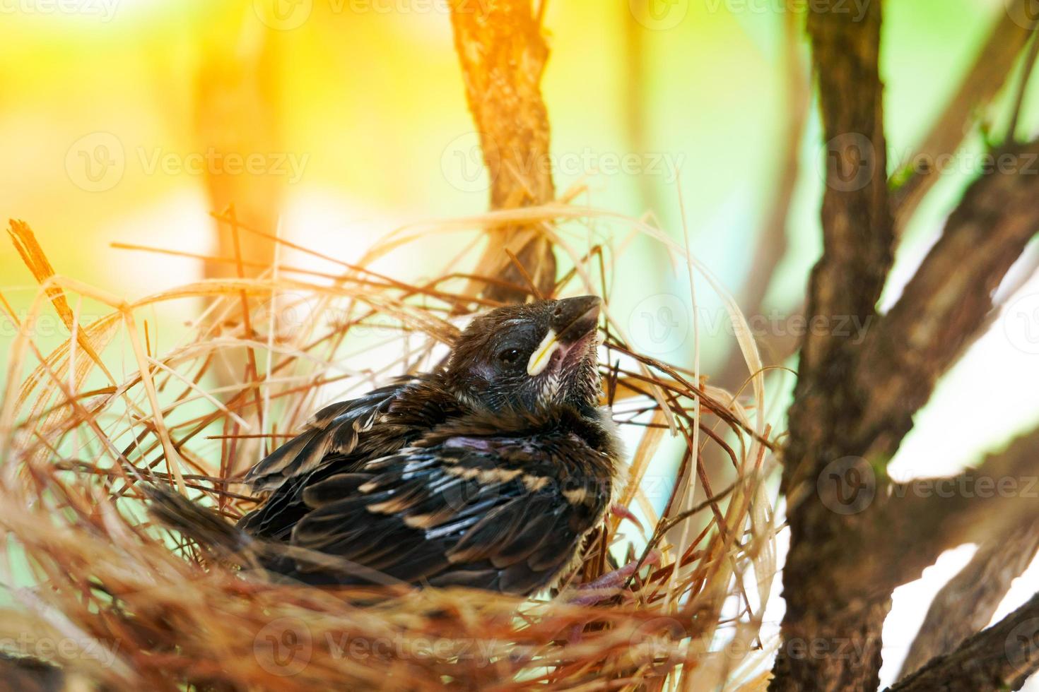 The little bird in a nest The nest is made of dry grass and yarn. photo