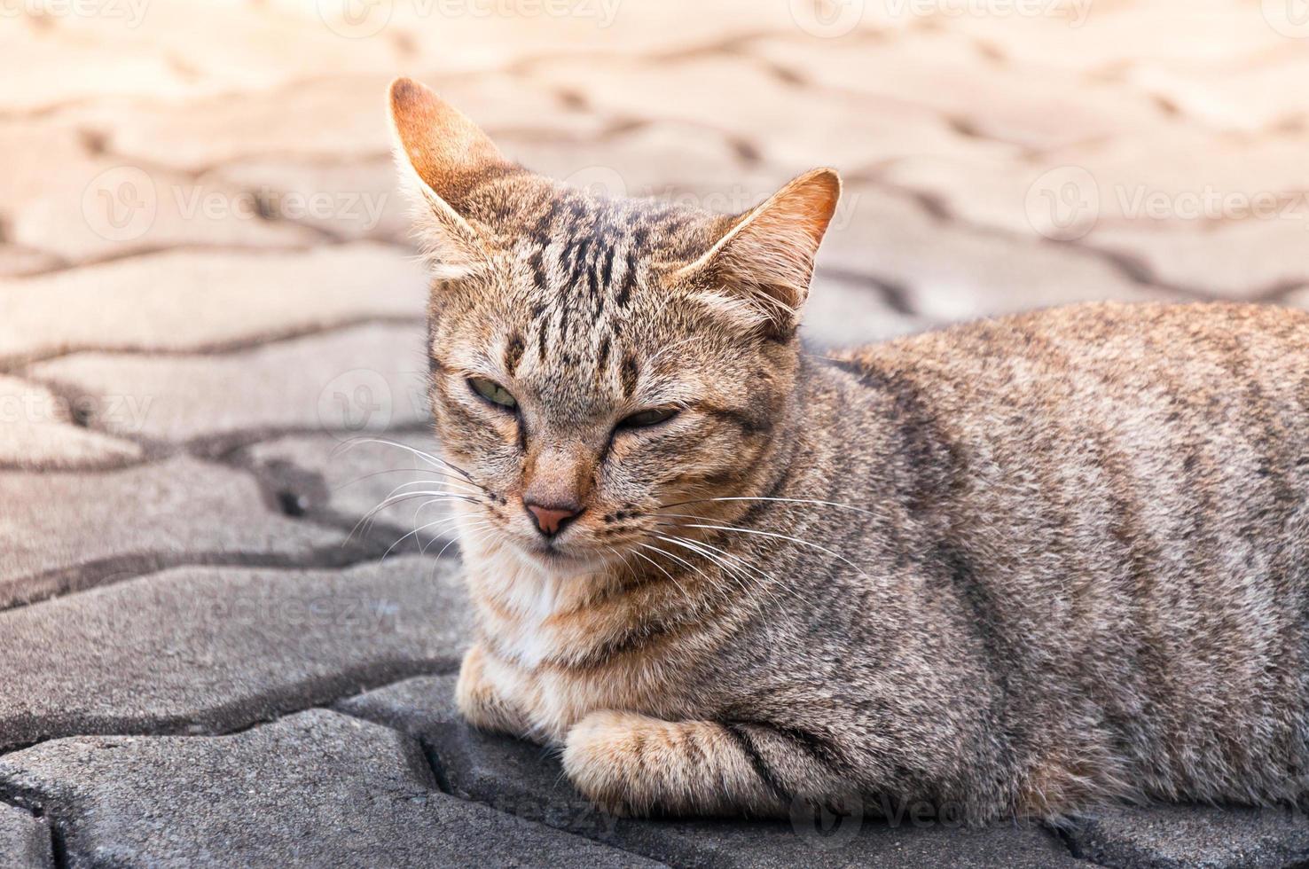 Sleepy tabby cat  on the floor ,brown Cute cat, cat lying, playful cat relaxing vacation, vertical format, selective focus photo