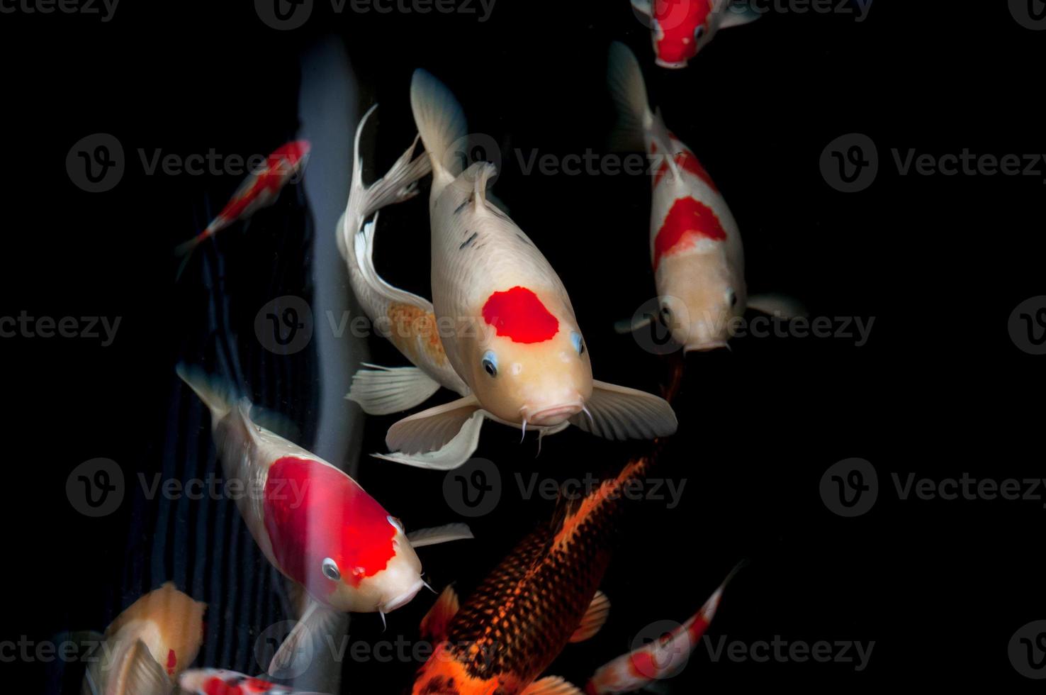 Beautiful carp koi fish swimming in pond at the garden photo