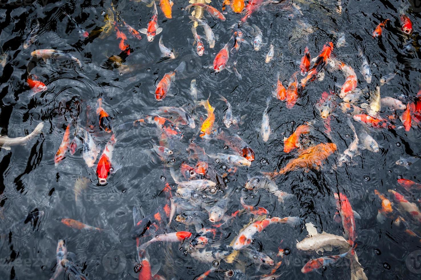 Beautiful carp koi fish swimming in pond in the garden photo