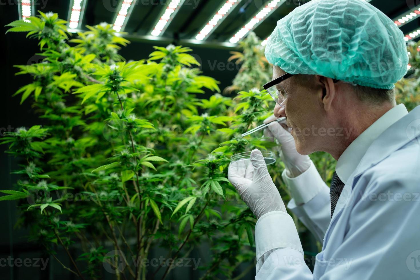 Concept of alternative herbal medicine. medical cannabis. researcher Scientists examine cannabis on industrial farms. Cannabis scientists are investigating the quality of cannabis. photo