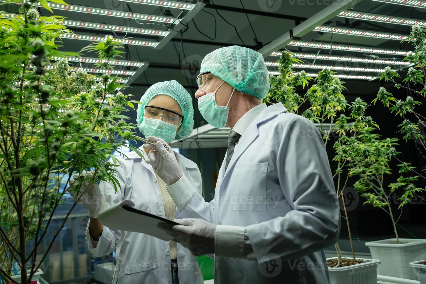 Cannabis scientists are investigating the quality of cannabis cannabis in cultivation schools. Medical concepts, cannabis, CBD photo