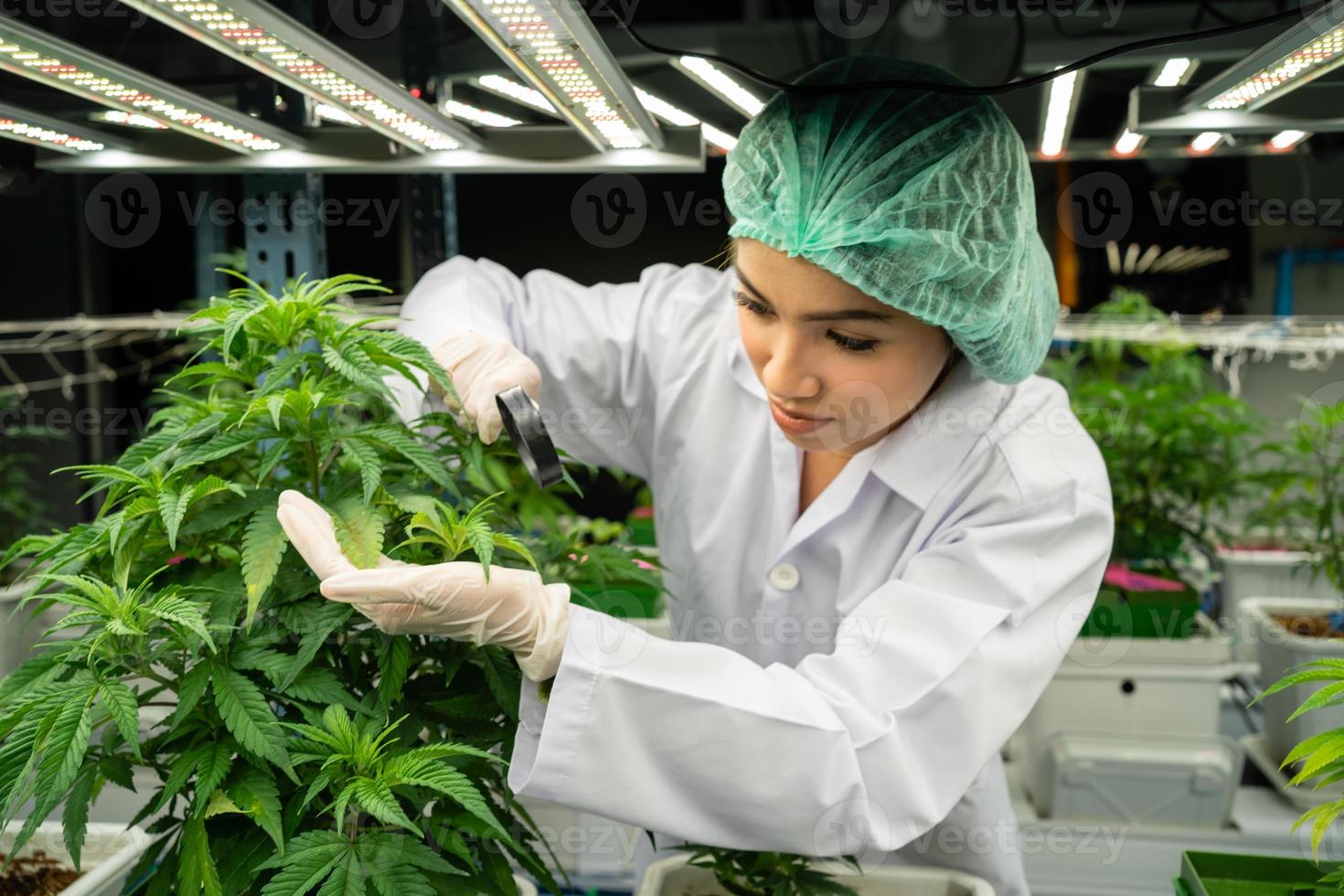 cbd cáñamo medicinal cáñamo planta canabis científicos son investigando el calidad de canabis canabis en cultivo escuelas. médico conceptos, foto