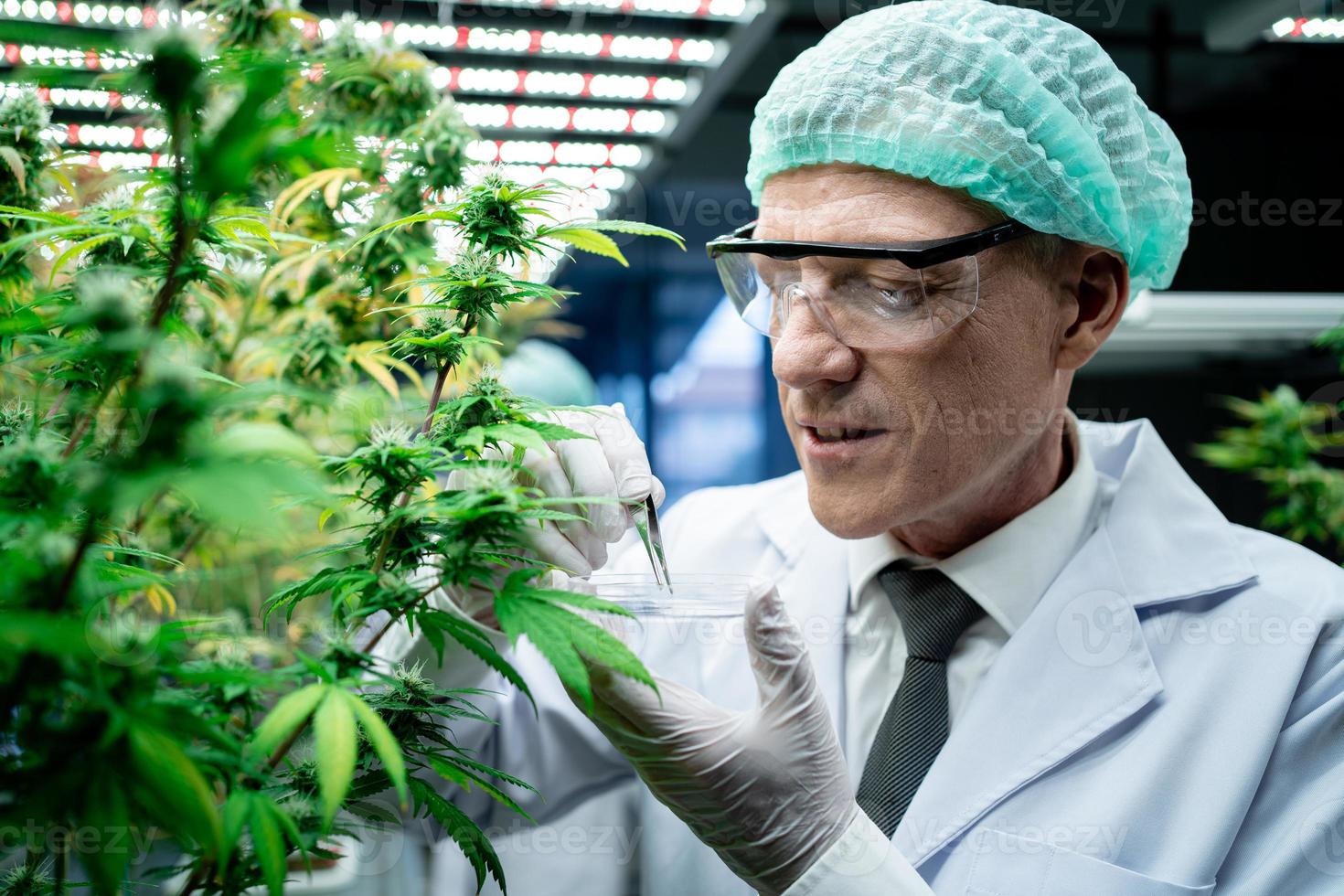 Concept of alternative herbal medicine. medical cannabis. researcher Scientists examine cannabis on industrial farms. Cannabis scientists are investigating the quality of cannabis. photo