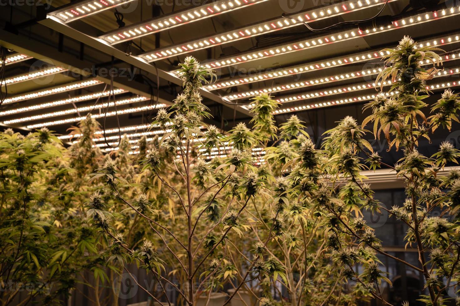 Cannabis plants in greenhouse farms. Concept of herbal alternative medicine. CBD,cannabinol Medical cannabis concept. Hemp hemp. Cannabis farms Hemp greenhouses. Industry. photo