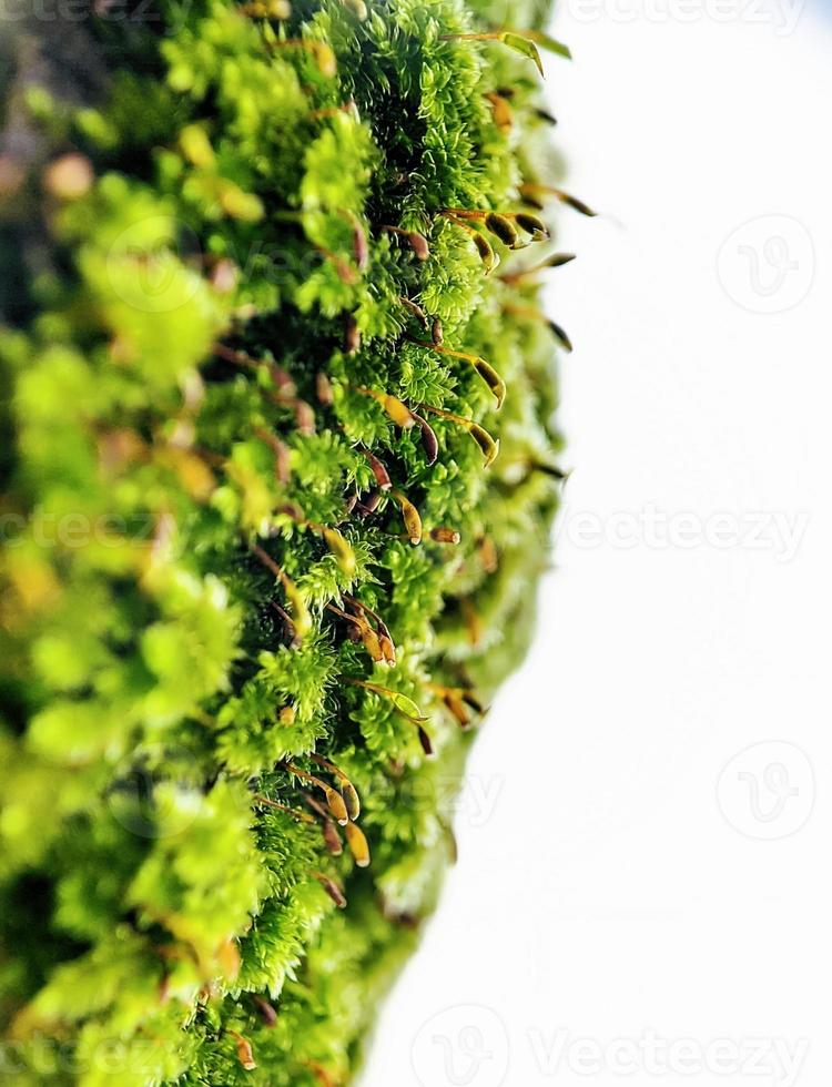 macro photography, green moss photo