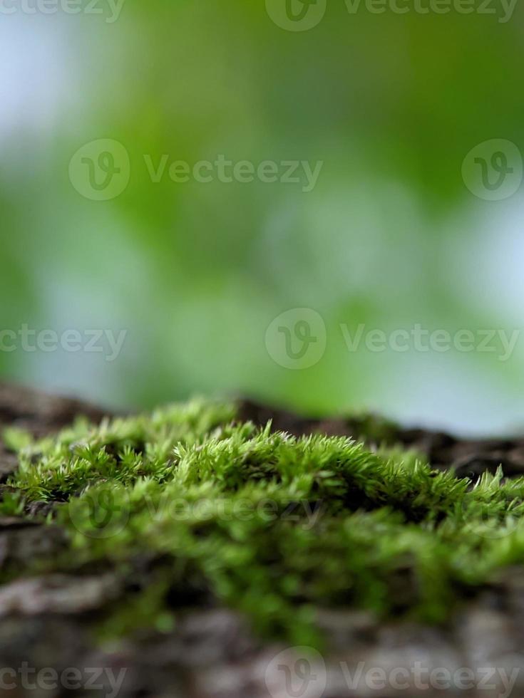 macro photography, green moss photo