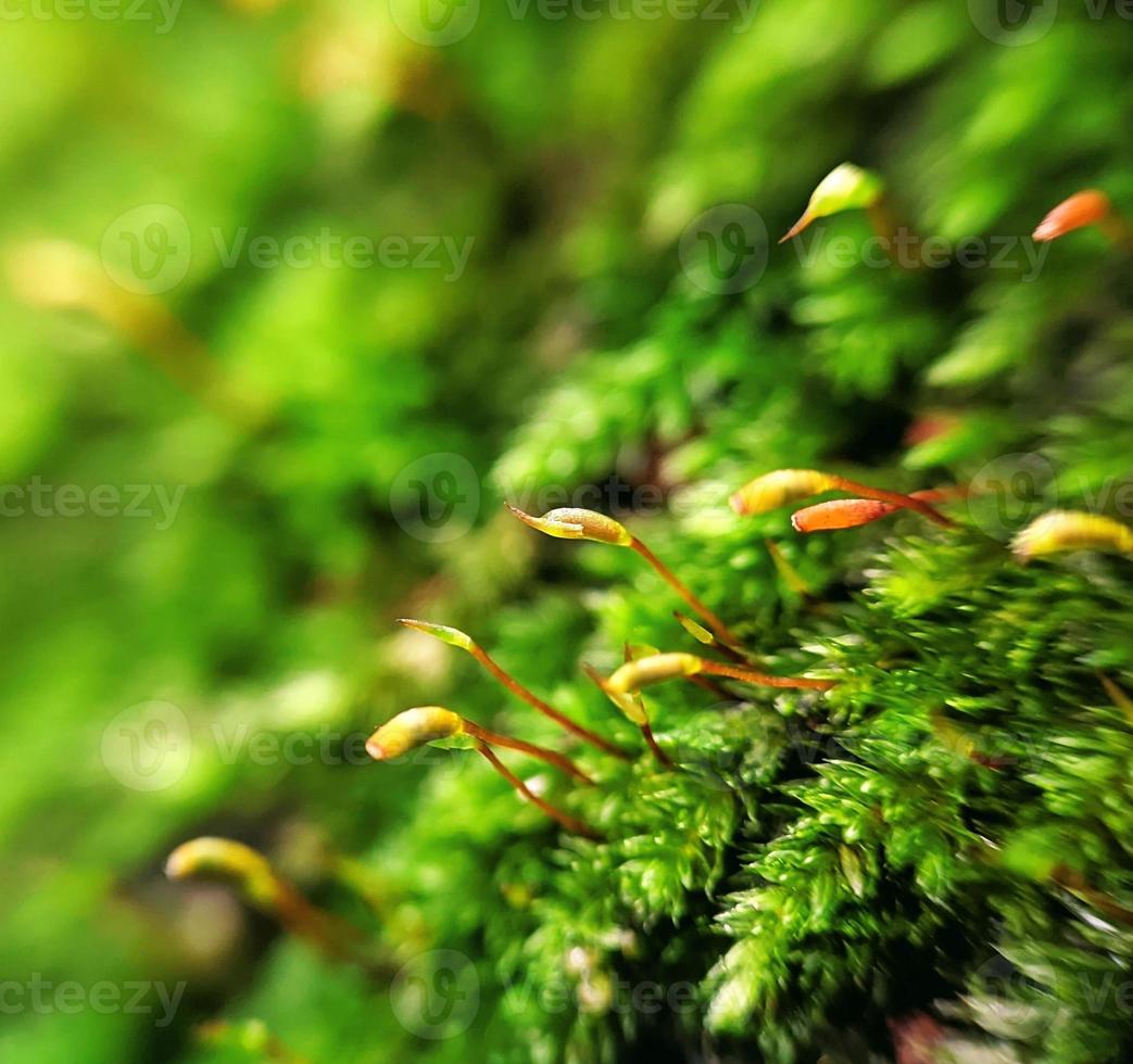 macro photography, green moss photo