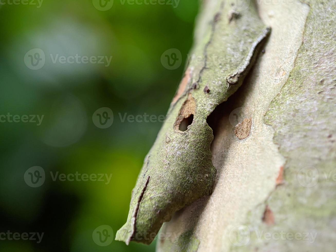 Closeup photo, guava tree bark photo