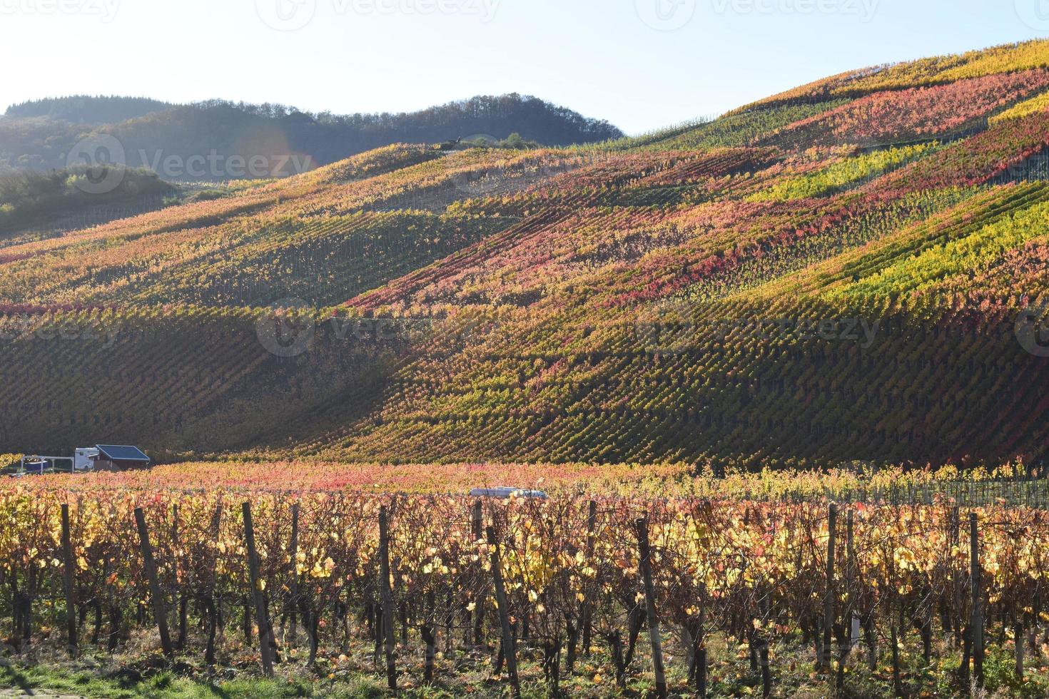 otoño de colores viñedos en ahr Valle foto