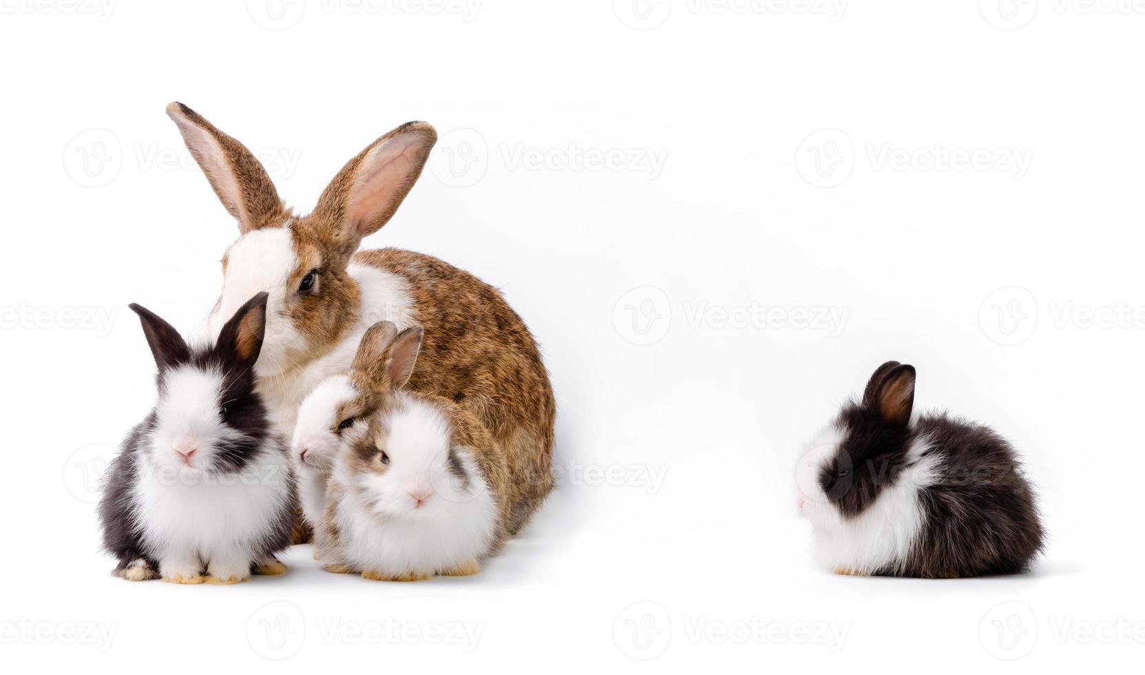 madre Conejo y cuatro recién nacido conejitos en blanco antecedentes foto