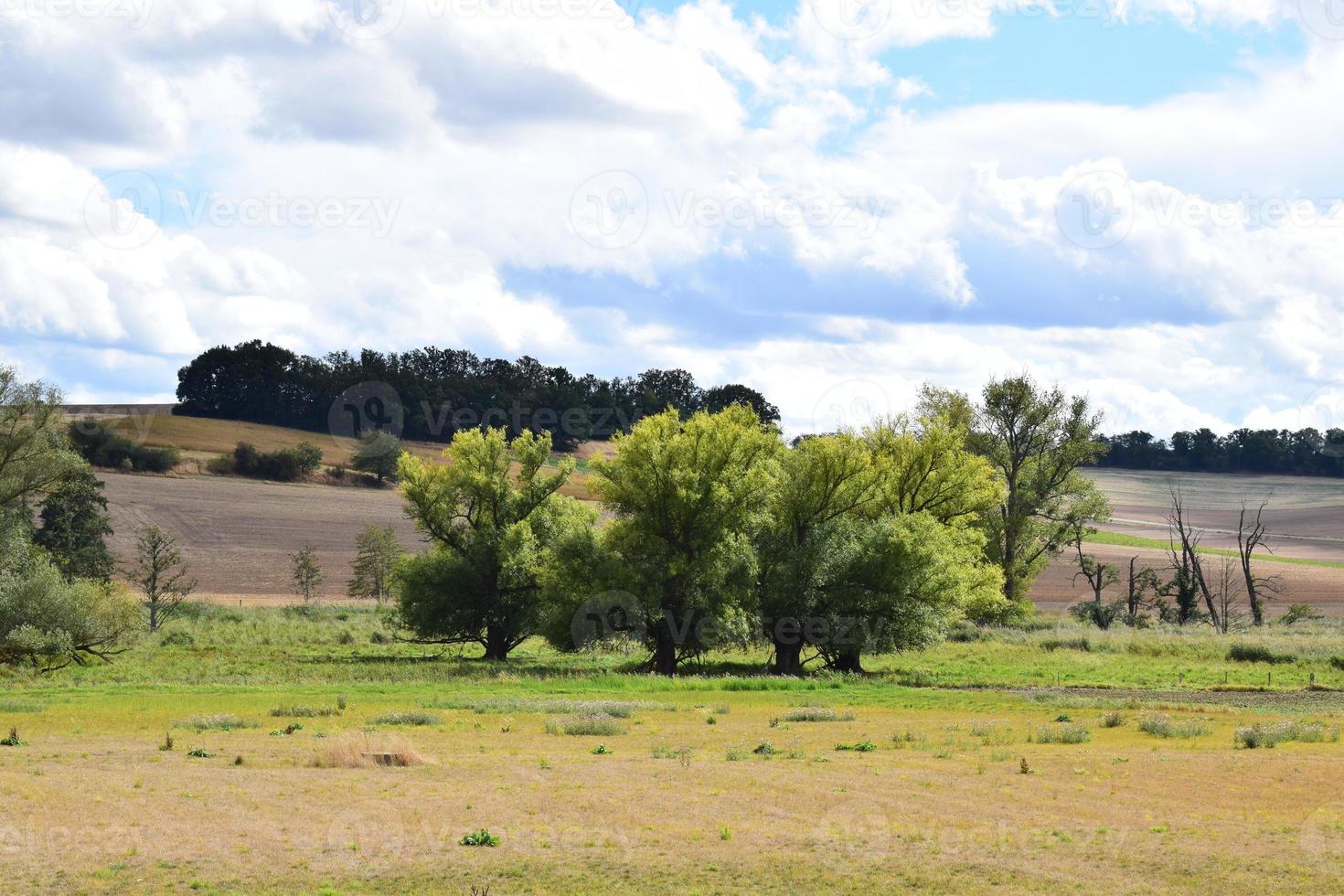 green swamp trees in springtime photo