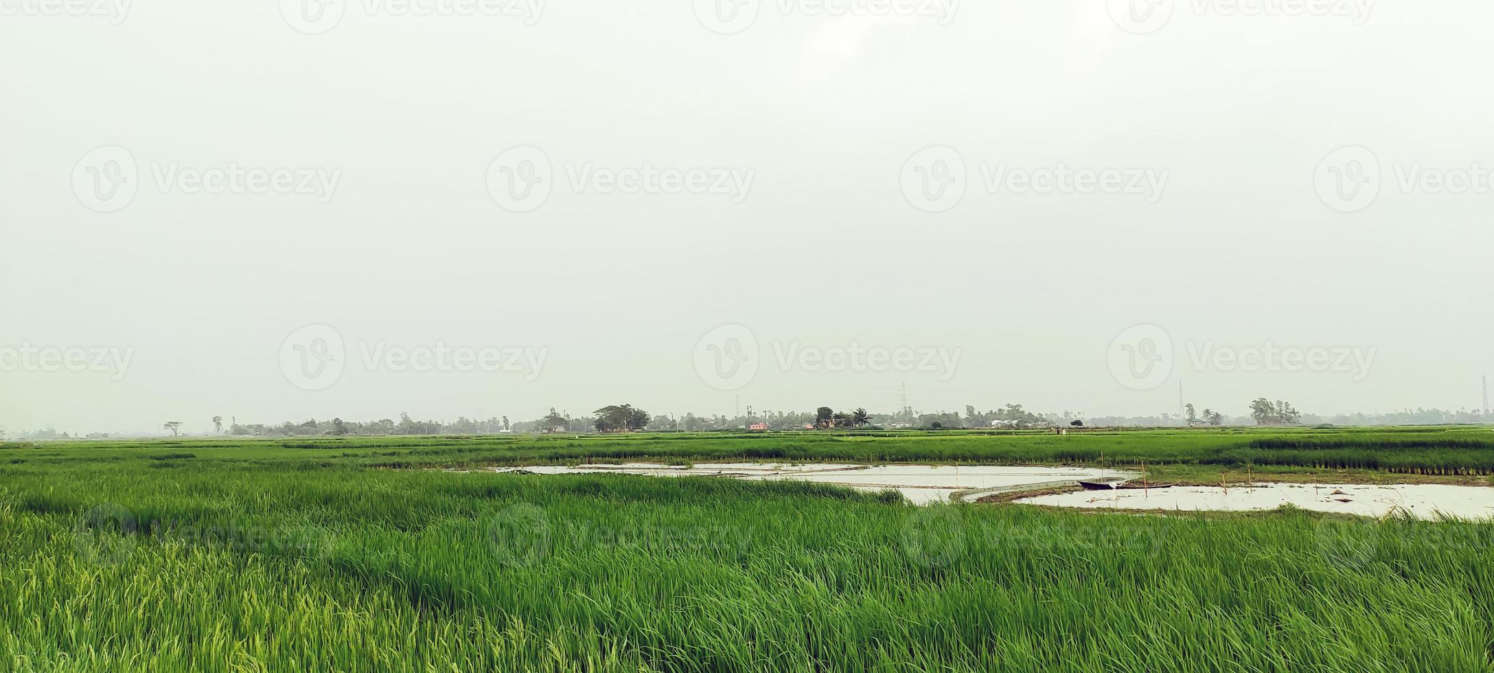 paddy field blue sky over the lake, natural view of village farmland photo