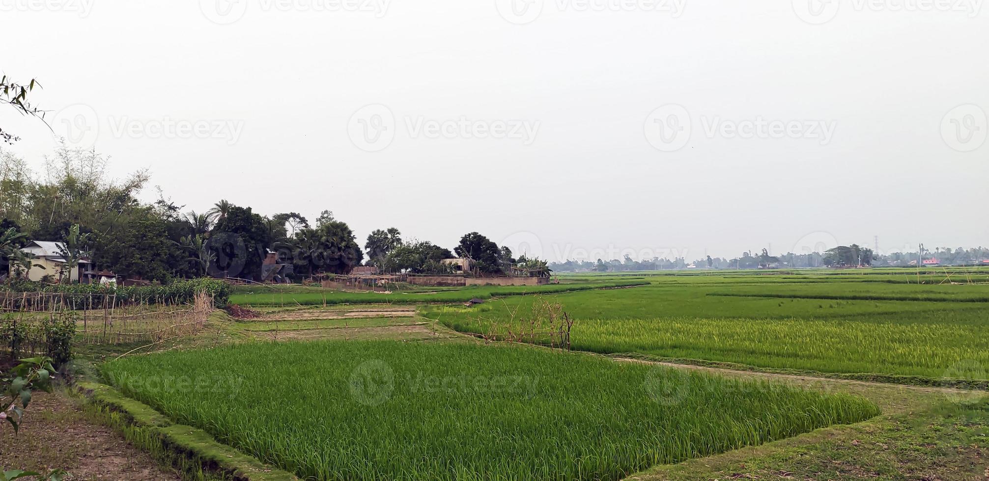 paddy field blue sky over the lake, natural view of village farmland photo