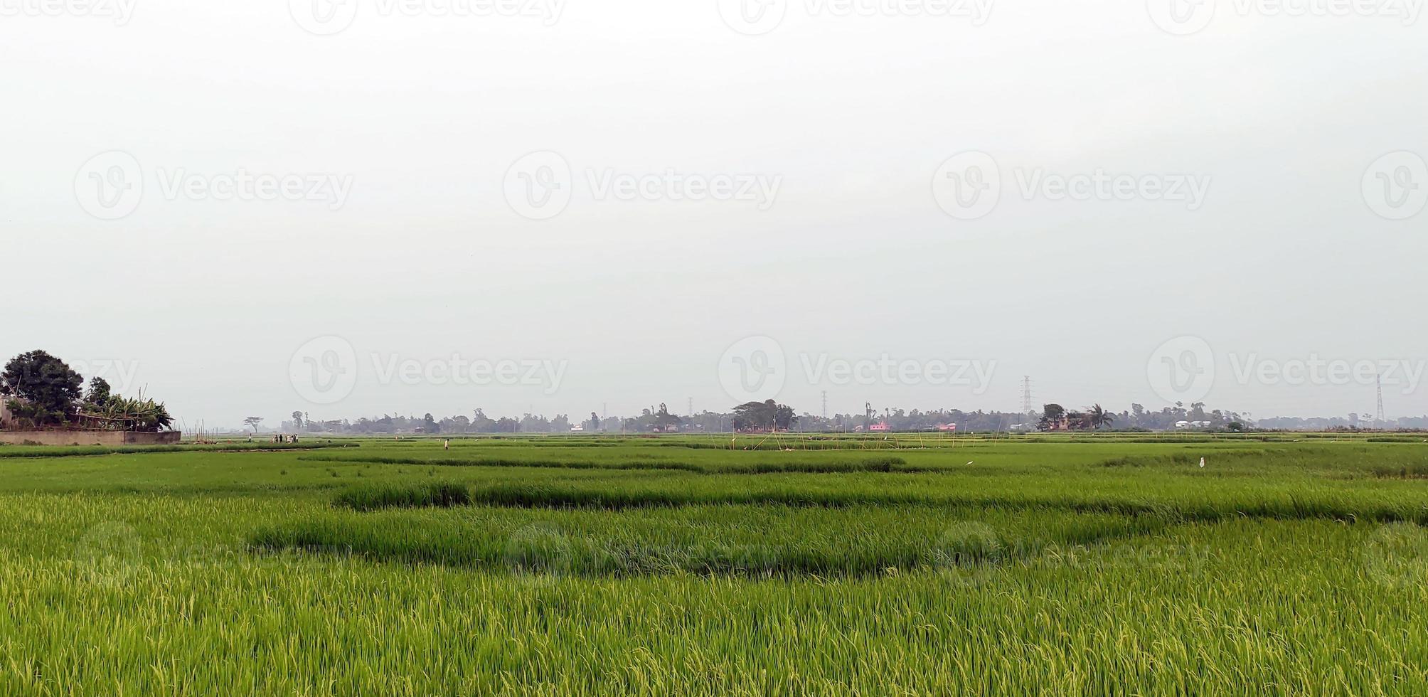 paddy field blue sky over the lake, natural view of village farmland photo