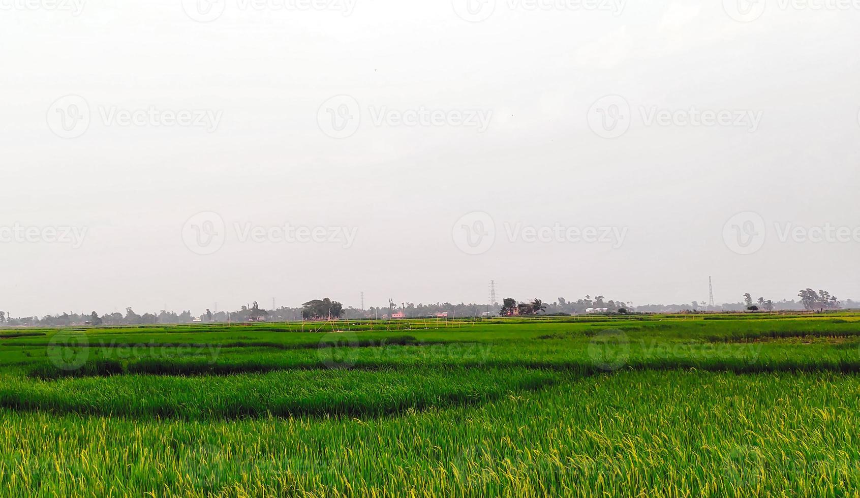 arrozal campo azul cielo terminado el lago, natural ver de pueblo tierras de cultivo foto