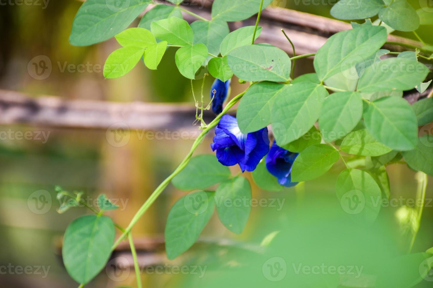 Blue butterfly pea flower in a garden with green leaves on background. closeup photo, blurred. photo