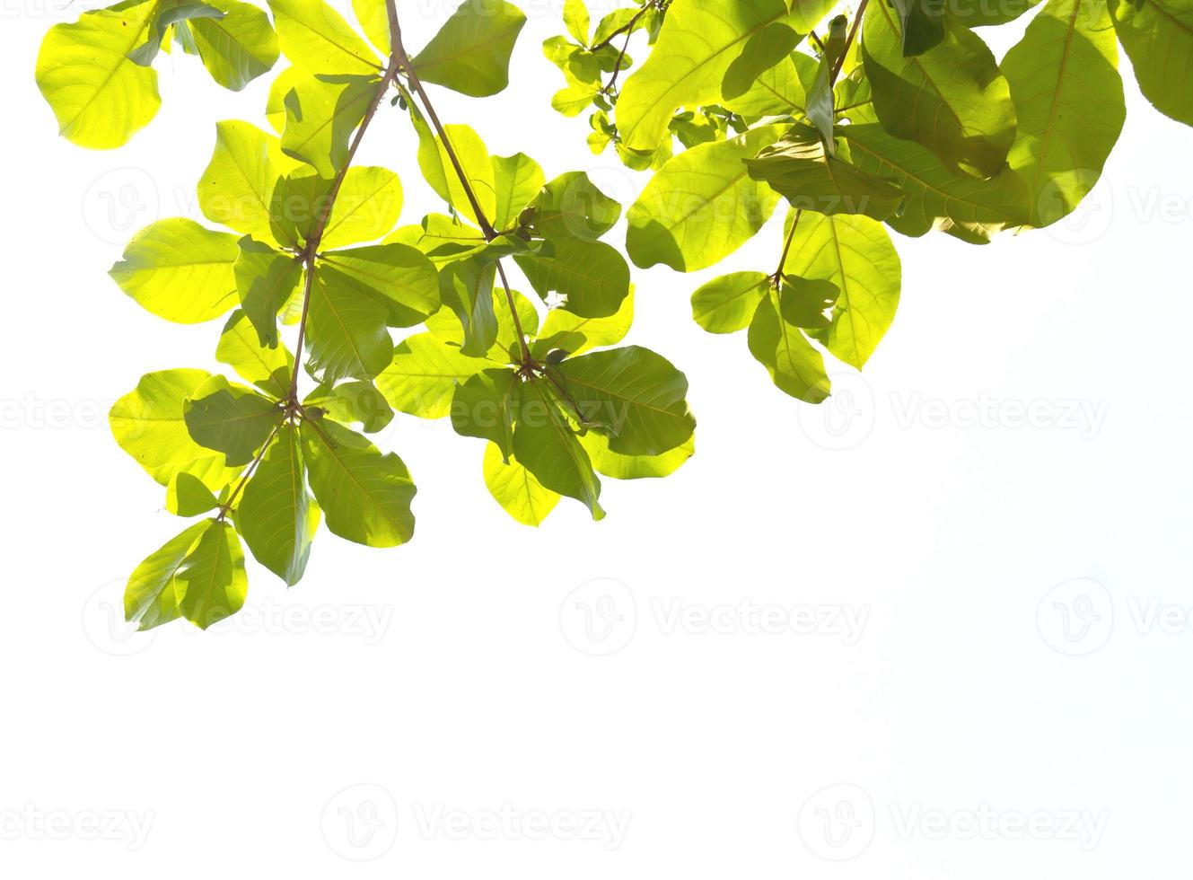 Green leave on whiter photo