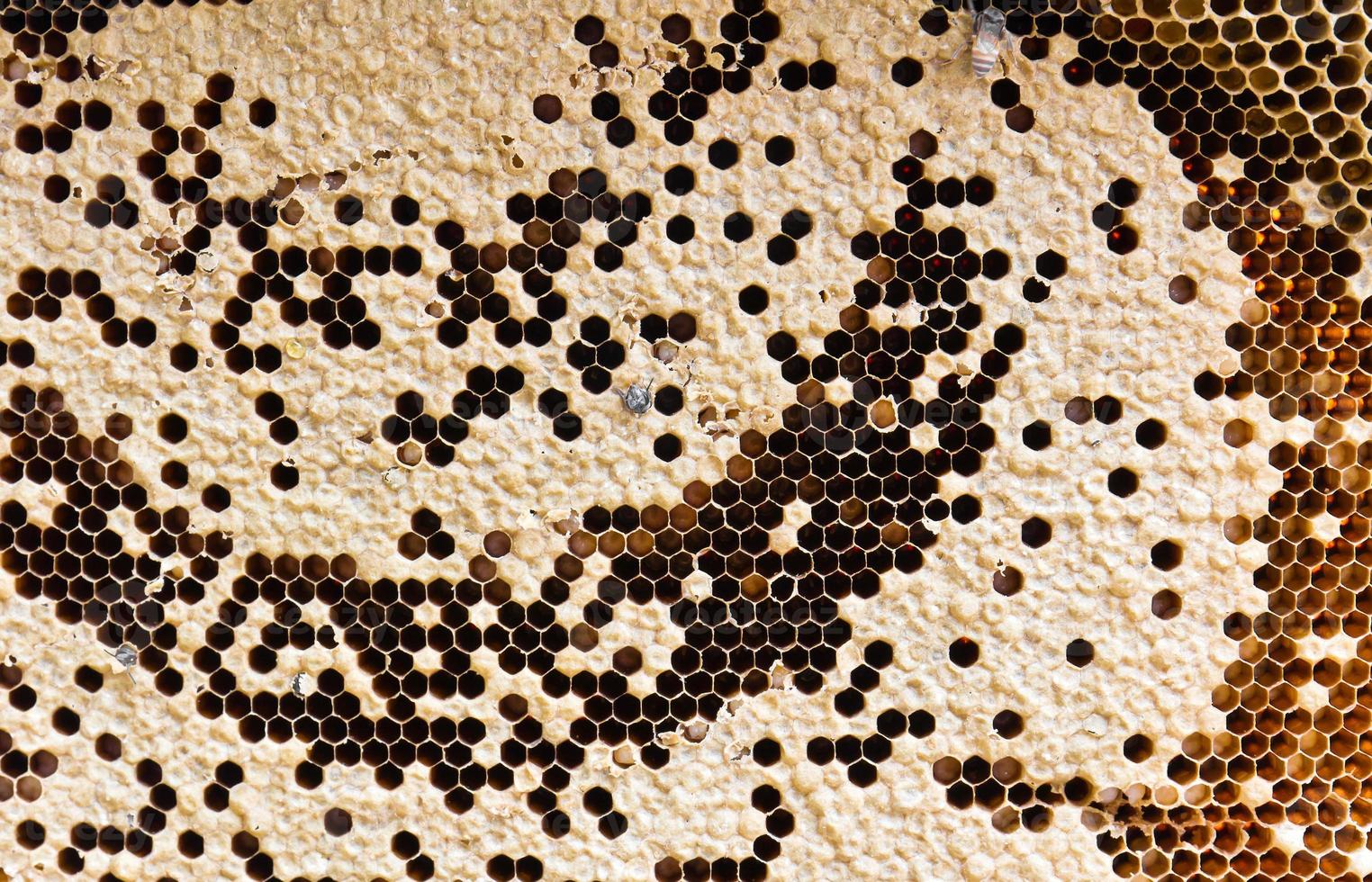 Honey comb close up photo