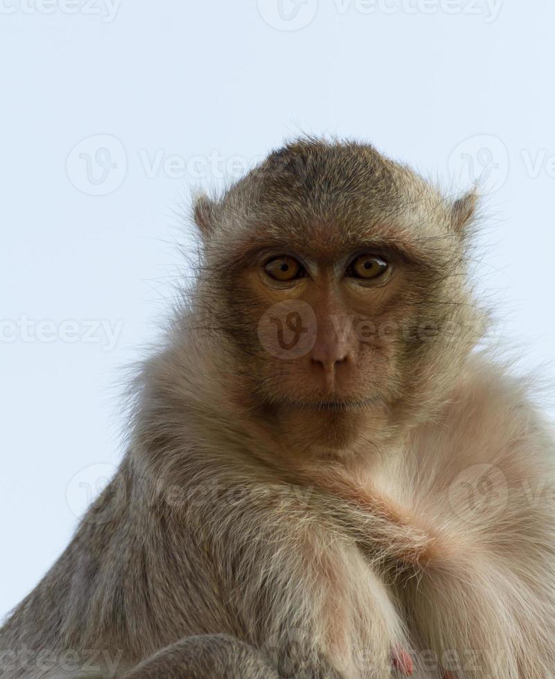 Portrait monkey close up photo