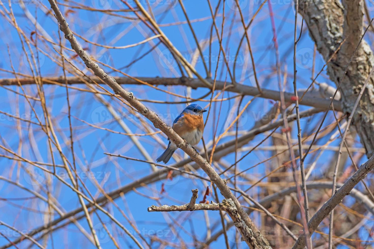 Eastern Bluebird on a Cold Sunny Morning photo