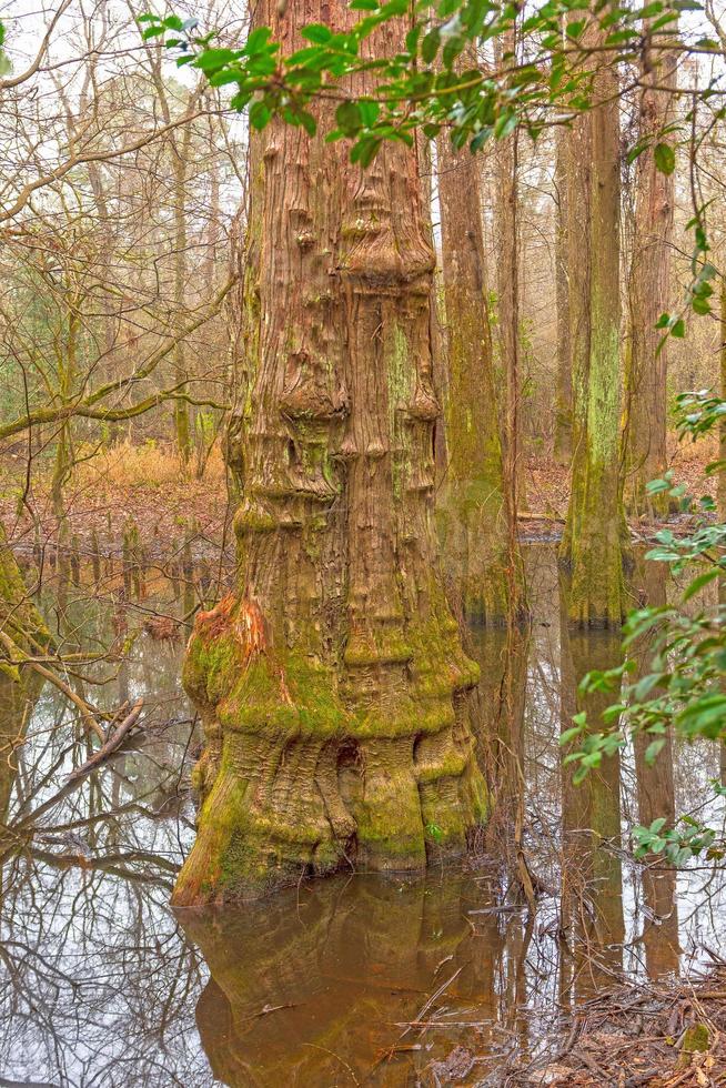 Distinctive Cypress Tree Trunk in the Wetland Forest photo