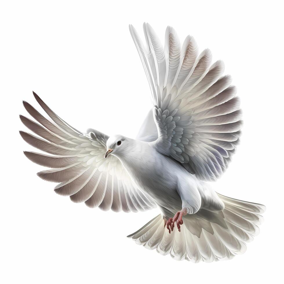 dove activity illustration photo