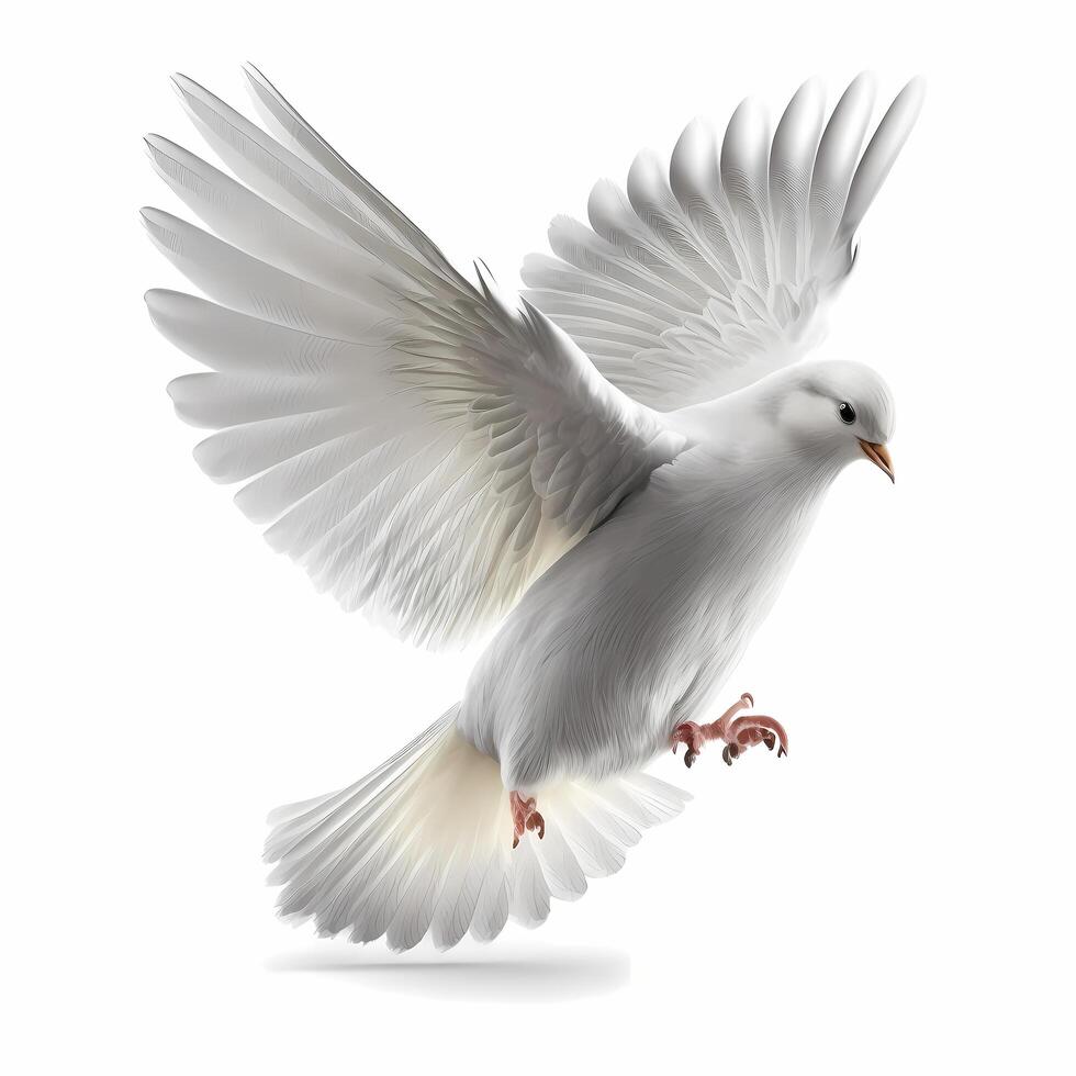 dove activity illustration photo