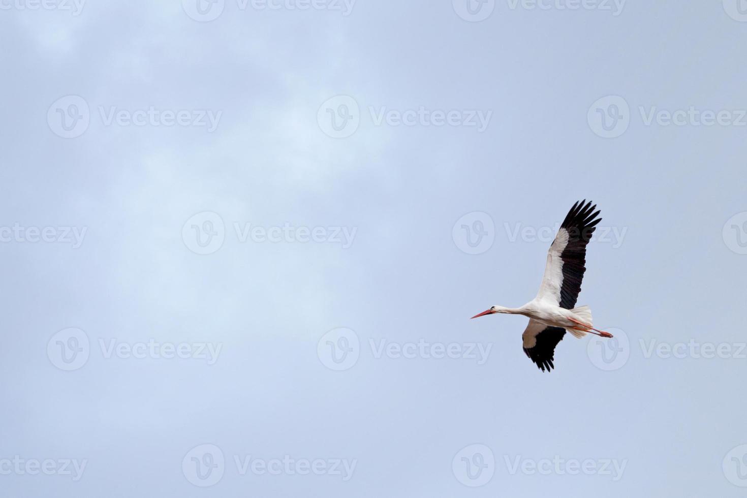 White stork in flight photo