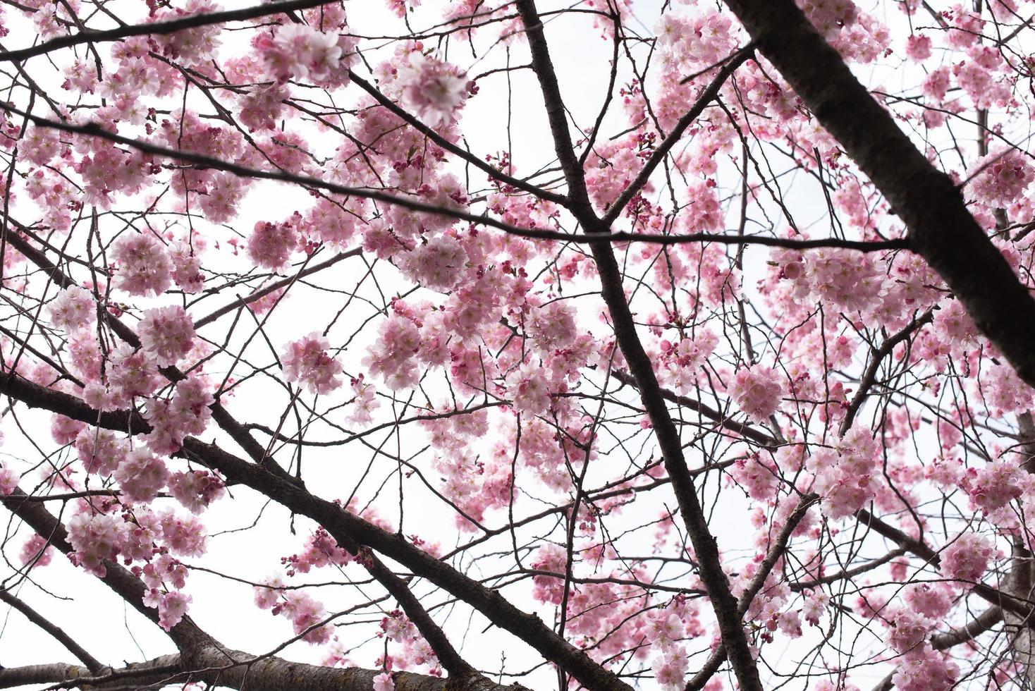 Sakura is blooming photo