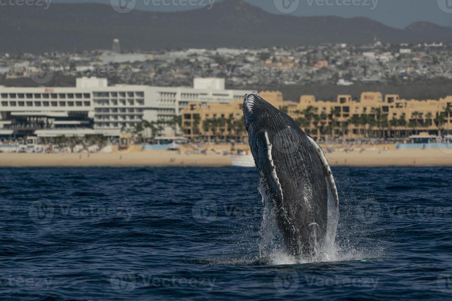 humpback whale newborn calf breaching in cabo san lucas baja california sur mexico pacific ocean photo
